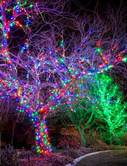 outdoor christmas tree